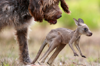 Top “Animals To The Rescue” Stories