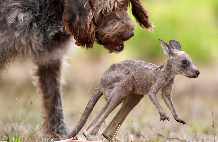 Top “Animals To The Rescue” Stories